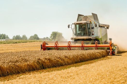 Man in combine harvesters with grain header, wide chaff spreader reaping cereal ears. Rotary straw walker cut and threshes ripe wheat grain. Gathering crop by agricultural machinery on field in summer