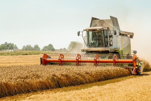 Man in combine harvesters with grain header, wide chaff spreader reaping cereal ears. Rotary straw walker cut and threshes ripe wheat grain. Gathering crop by agricultural machinery on field in summer