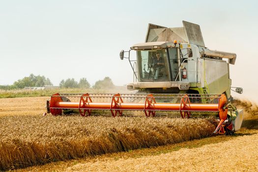 Man in combine harvesters with grain header, wide chaff spreader reaping cereal ears. Rotary straw walker cut and threshes ripe wheat grain. Gathering crop by agricultural machinery on field in summer