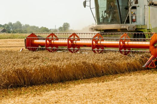 Man in combine harvesters with grain header, wide chaff spreader reaping cereal ears. Rotary straw walker cut and threshes ripe wheat grain. Gathering crop by agricultural machinery on field in summer