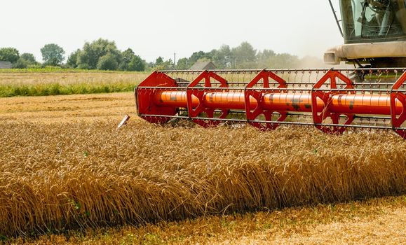 Platform grain header with thresher reel, cutter bar reaping cereal ears. Rotary straw walker combine harvester cuts and threshes ripe wheat grain. Gathering crop by agricultural machinery on field