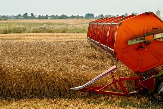 Platform grain header with thresher reel, cutter bar reaping cereal ears. Rotary straw walker combine harvester cuts and threshes ripe wheat grain. Gathering crop by agricultural machinery on field