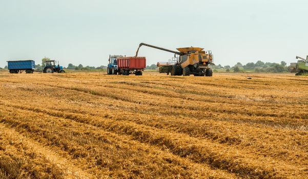 Combine harvesters cuts and threshes ripe wheat grain. Unloading grains into truck by unloading auger. Wheat harvesting on field in summer season. Process of gathering crop by agricultural machinery