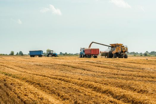 Combine harvesters cuts and threshes ripe wheat grain. Unloading grains into truck by unloading auger. Wheat harvesting on field in summer season. Process of gathering crop by agricultural machinery