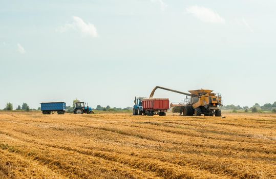 Combine harvesters cuts and threshes ripe wheat grain. Unloading grains into truck by unloading auger. Wheat harvesting on field in summer season. Process of gathering crop by agricultural machinery