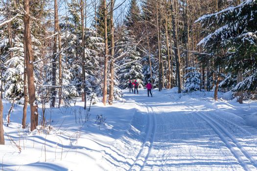 cross-country skiing in the woods in the snow in winter.
