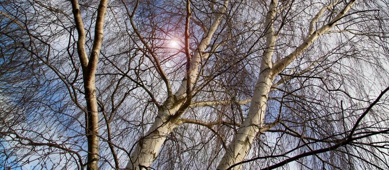 Spring Sun Shining Through Canopy Of Tall birch Trees. Birch branches on Sunny Day. Spring is coming