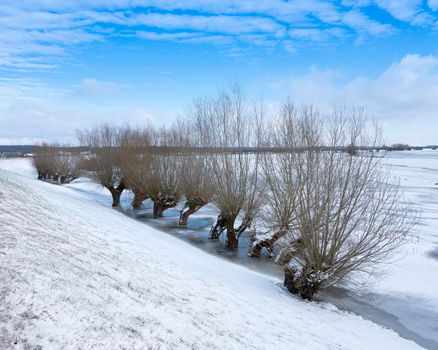 willow trees in ice of floodplanes in dutch winter near amerongen on utrechtse heuvelrug and river rhine in the netherlands