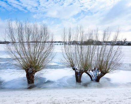 willow trees in ice of floodplanes in dutch winter near amerongen on utrechtse heuvelrug and river rhine in the netherlands