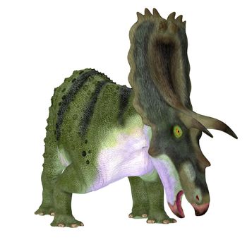 The Ceratopsian herbivorous dinosaur Anchiceratops lived in Alberta, Canada during the Cretaceous period.