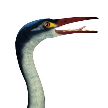 Hesperornis is an extinct cormorant-like bird that lived in North America and Russia during the Cretaceous Period.