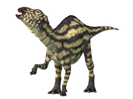 Maiasaura was a herbivorous duck-billed Hadrosaur dinosaur that lived in Montana during the Cretaceous Period.