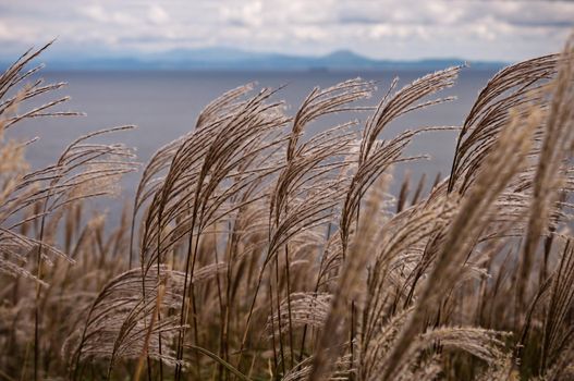 Wild fluffy grass with spikelets smoothly swinging in wind, summer and autumn plants with cloudy sky. Yellow grass with golden ears, nature. Spikelets.