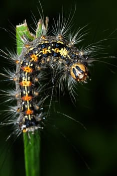 a fluffy caterpillar with a yellow stripe on its back crawls on a blade of grass close up.