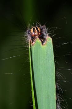 a fluffy caterpillar with a yellow stripe on its back crawls on a blade of grass close up.