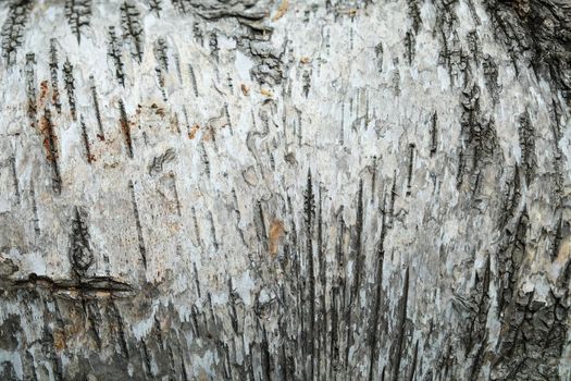 Texture structure of white and gray bark of birch tree close up, wooden background pattern.