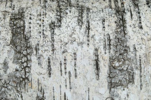 Texture structure of white and gray bark of birch tree close up, wooden background pattern.