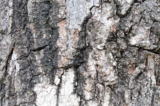The picture shows a close-up of bark of the tree structure.