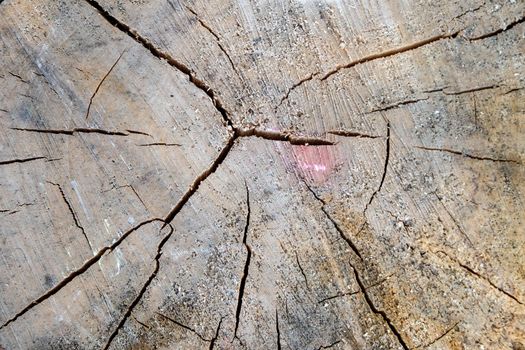 wooden background or texture. Natural wood pattern.