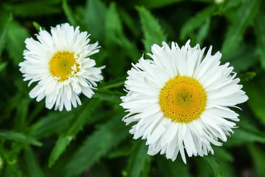 photo with two beautiful daisies. Flowers have white leaves, and gold centers consist of small yellow balls. Chamomile grow from dark green grass