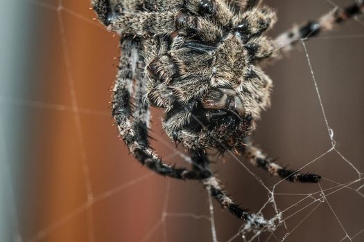 big spider weaving a web macro close-up.