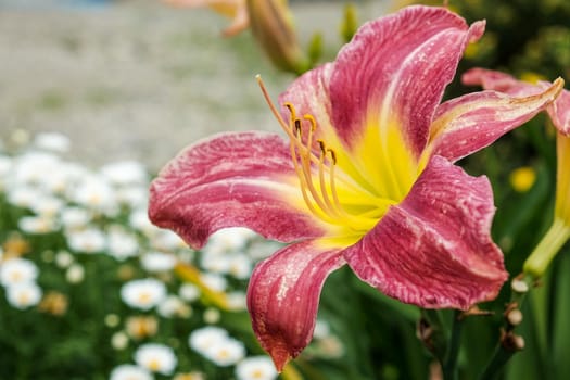 macro red lily on the natural colour background.