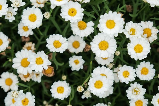 Selective focus of white camomiles on green field. top view.