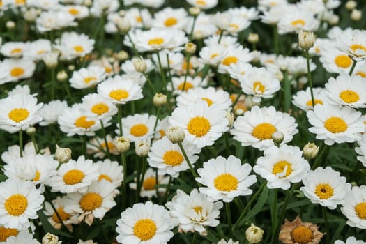 Selective focus of white camomiles on green field. top view.