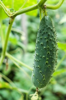 growing cucumbers in the garden. The growth and blooming of greenhouse cucumbers. Organic greenhouse full of cucumber plants.