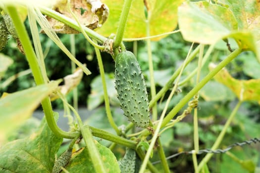 growing cucumbers in the garden. The growth and blooming of greenhouse cucumbers. Organic greenhouse full of cucumber plants.