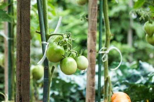 Close-up of green large tomatoes in a vegetable garden. Bio agriculture. Very tasteful tomatoes grown in the family garden, without chemicals. Family tradition of growing vegetables at home.