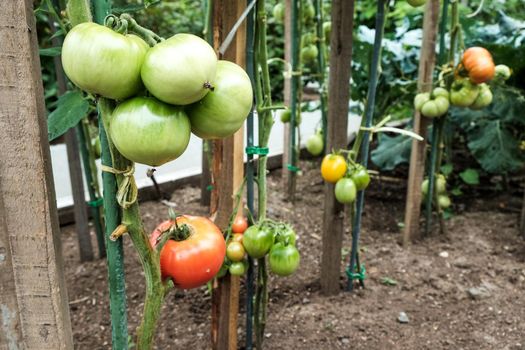 Close-up of green large tomatoes in a vegetable garden. Bio agriculture. Very tasteful tomatoes grown in the family garden, without chemicals. Family tradition of growing vegetables at home.