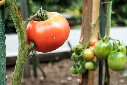 Close-up of green large tomatoes in a vegetable garden. Bio agriculture. Very tasteful tomatoes grown in the family garden, without chemicals. Family tradition of growing vegetables at home.