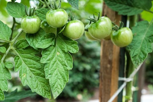 Close-up of green large tomatoes in a vegetable garden. Bio agriculture. Very tasteful tomatoes grown in the family garden, without chemicals.