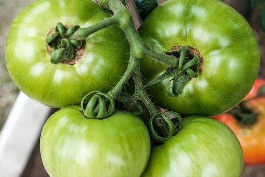 Close-up of green large tomatoes in a vegetable garden. Bio agriculture. Very tasteful tomatoes grown in the family garden, without chemicals. Family tradition of growing vegetables at home.