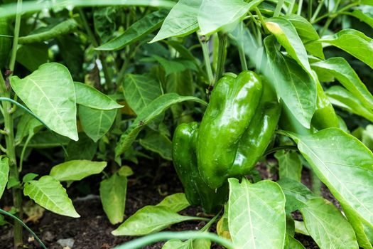 bell pepper plant with ripening green fruits.