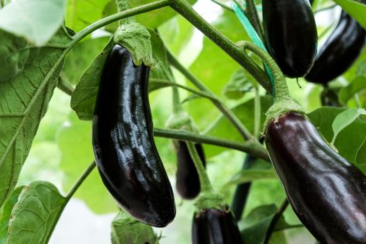 Eggplant fruits growing in the vegetable garden.