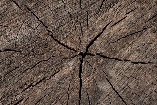 Abstract texture of a cracked tree, texture heartwood background. Wood texture for background.
