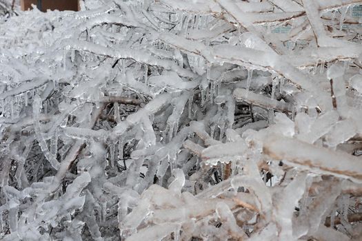 A tree branch covered with ice after a winter ice storm.