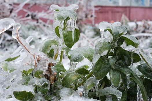 The plants were covered with a thick layer of ice after the freezing rain.