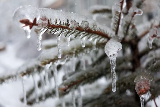 The plants were covered with a thick layer of ice after the freezing rain.