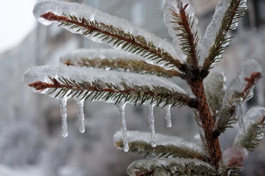 The plants were covered with a thick layer of ice after the freezing rain.