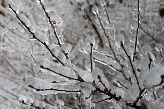 A tree branch covered with ice after a winter ice storm.