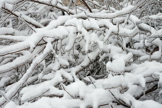 A tree branch covered with ice and snow in winter.