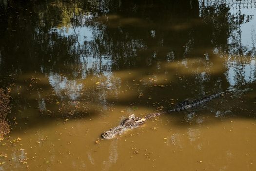 crocodile or alligator swims on a muddy water, head is visible. dirty river or lake.