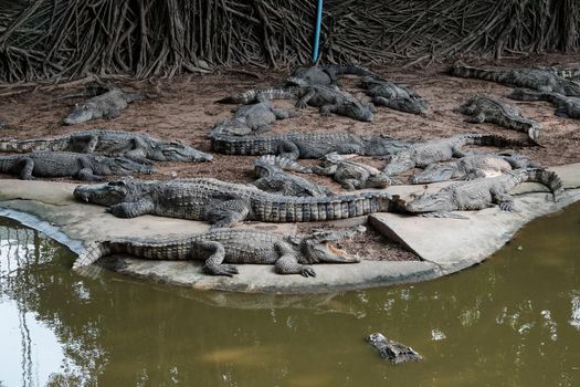 crocodile in the Zoo. Many alligator in farm show. crocodiles and alligators rests on the shore near the lake.