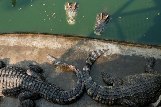 crocodile in the Zoo. alligator in farm show. crocodiles and alligators rests on the shore and in the water.