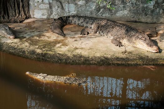 crocodile in the Zoo. alligator in farm show. crocodiles and alligators rests on the shore and in the water.