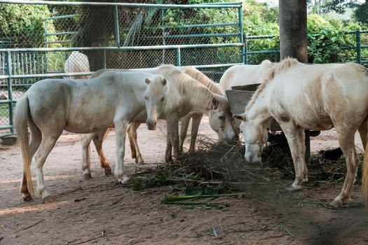 white horses eating grass in the zoo.