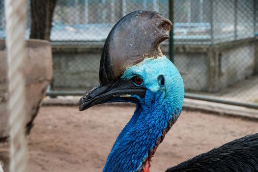 Southern cassowary or double-wattled cassowary. Casuarius casuarius.